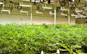 cannabis grow biotrackthc 300x188 - اخبار سه شنبه مورخ 98/3/28